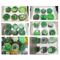 Succulents Cupcake Decorating Class